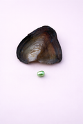 1 Pearl Rice oyster