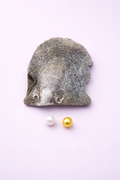 2 Pearl Round oyster