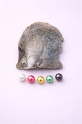 5 Pearl Round oyster