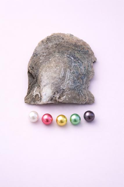 5 Pearl Round oyster
